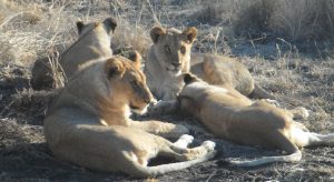 Des lionnes de Madikwe se reposent après une nuit de chasse
