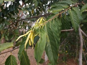 Un ylang-ylang en fleur à Mayotte