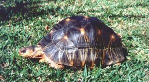 Une tortue étoilée de Madagascar (Crédits photo : Forum tortues-terrestres)