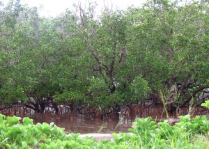 La mangrove confrontée à l'activité humaine et aux déchets et rejets