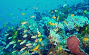 Poissons dans le lagon