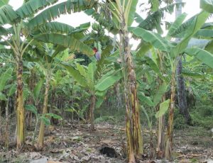 Les catégorie d'exploitations : une situation complexe à Mayotte 
