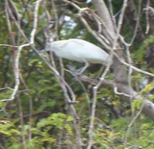 Crabier blanc photographié sur l'îlot M'bouzi