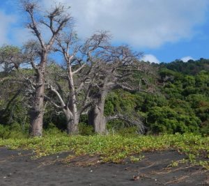 Près de 700 baobabs à Saziley
