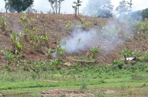 Brûlis pour une plantation de bananiers