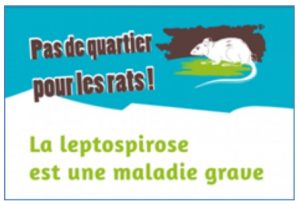 Leptospirose rats