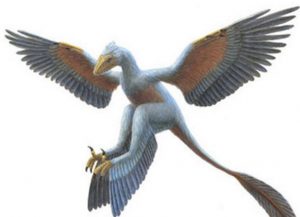 Un oiseau qui avait des qualités comparables à cet oiseau préhistorique: il offrait deux fois plus de mabawas que nos poules actuelles, grâce à ses deux paires d'ailes