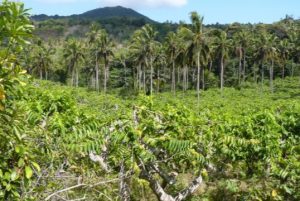 Un champ d'ylang à Mayotte