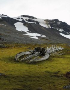 Un squelette de baleine à bosse en Antarctique où la vie végétale existe sur seulement 0,3% du territoire (Photo: JIR)