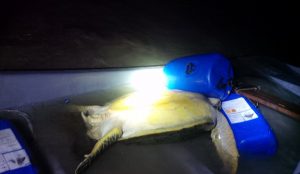 Tentative de braconnage d'une tortue marine: l'animal sur le dos n'était pas blessé (photo: gendarmerie)