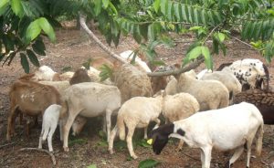 Des moutons de Mayotte sous des ylangs. Leur étude commence en septembre (Photo: CoopADEM)