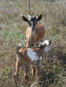 Les chèvres de Mayotte seront étudiées l'an prochain (Photo: CoopADEM)