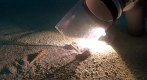 Flipper aspire les cônes qui vivent dans les fonds marins (Photo: Bruno Garel / CNRS / AFB / Université de Montpellier)