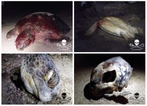 Des images de braconnages à Mayotte prises le 24 juin, diffusées par l'ONG Sea Shepherd