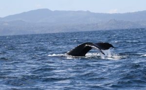Les premières baleines de la saison 2017 (©Lagonaventure)