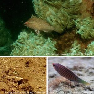 Les nouvelles espèces de poissons découvertes autour de l'îlot M'bouzi (©Biorécif)