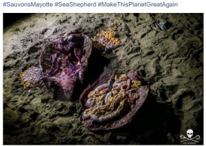 Une tortue découpée sur la plage de Moya dans la nuit de vendredi à samedi (Capture d'écran: Facebook Sea Shepherd)