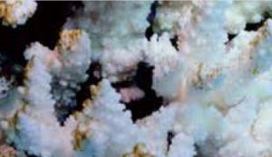 Blanchiment de coraux en Australie ©IFRECOR