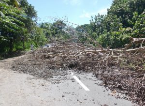 Les lourds troncs de manguier du barrage de Longoni