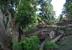 Les restes de manguiers abatus